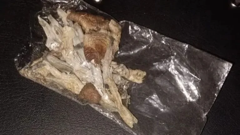 Cipolletti: secuestran drogas sintéticas y hongos en fiesta electrónica