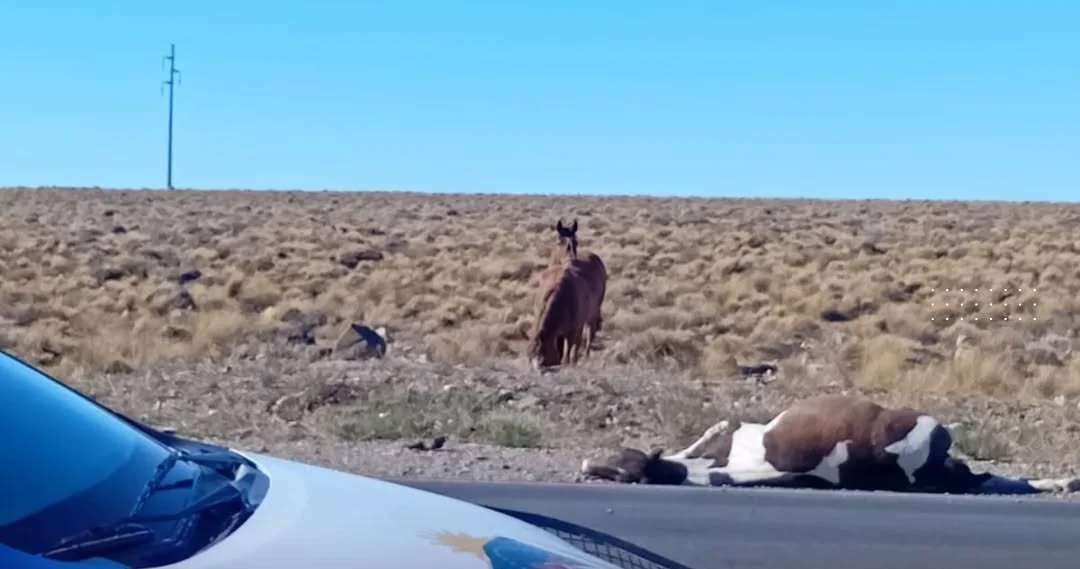 Accidente en Zapala: un caballo suelto causa choque en la ruta