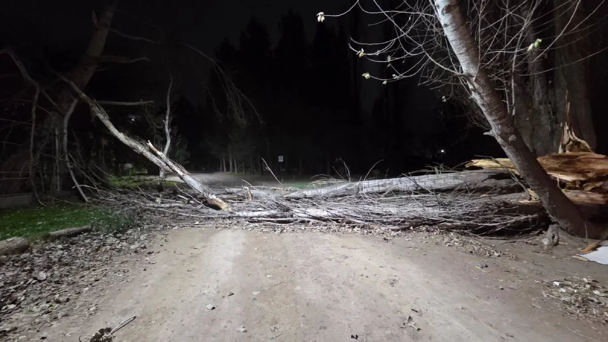 Alerta en Neuquén: fuertes vientos provocan caídas de árboles y condiciones peligrosas