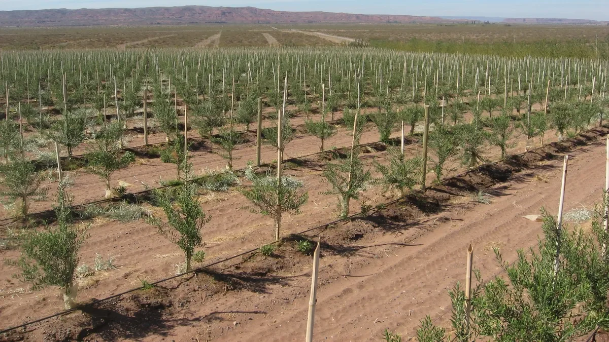 Añelo sorprende con producción de aceite de oliva en el desierto patagónico