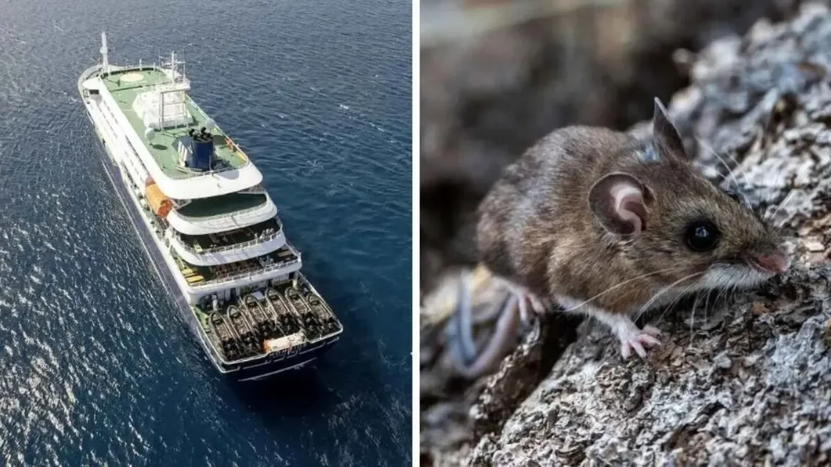 Brote de hantavirus en un crucero: vecinos preocupados por contagios en la región