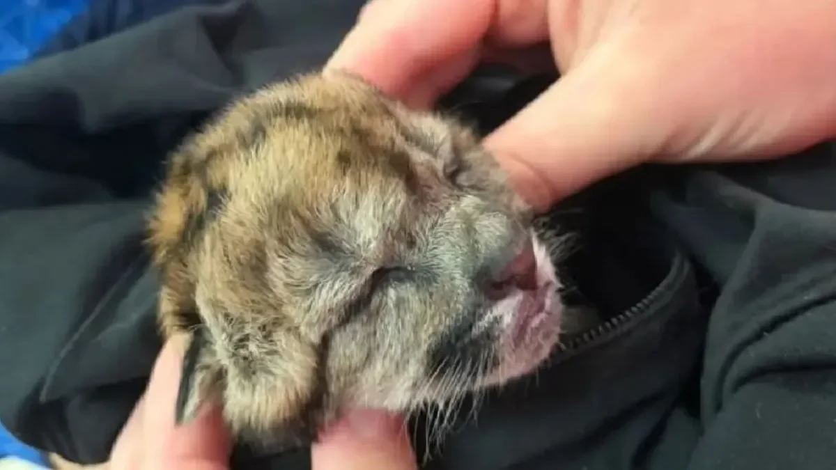 El cachorro de puma rescatado tiene nuevo hogar y ya se adapta a su entorno