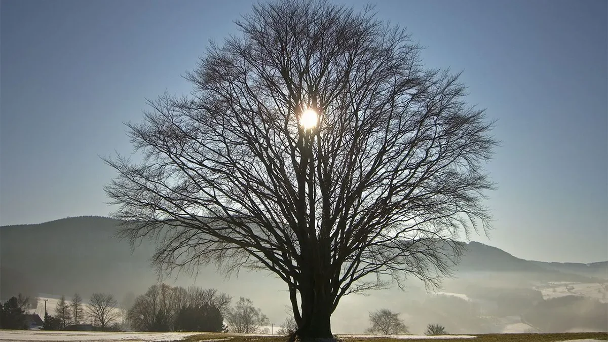 El solsticio de invierno en Argentina: detalles sobre su inicio este domingo