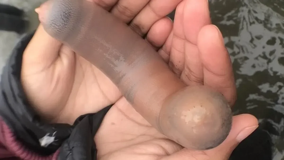 Encuentran un pez pene en la playa de Comodoro Rivadavia: reacciones en redes sociales