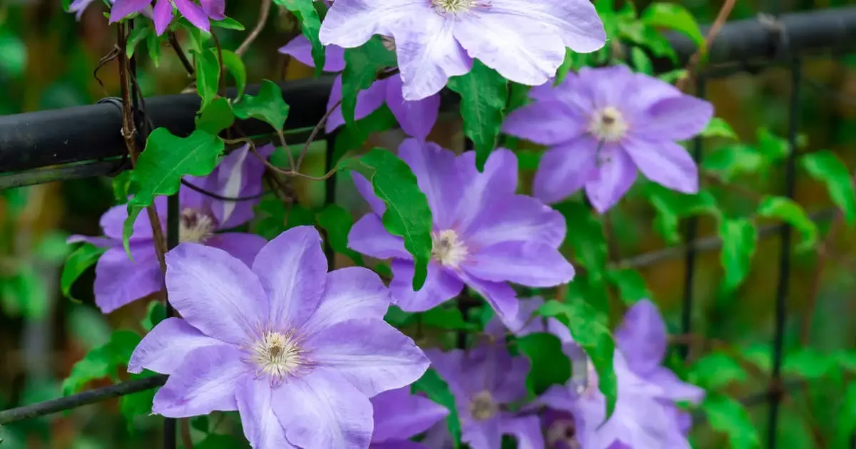 La planta trepadora que embellece jardines: descubre sus secretos y cuidados