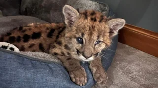 Malvina, la cría de puma rescatada, ahora en un santuario de Allen