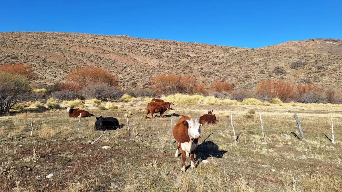 Neuquén destina $16,4 millones para fortalecer vacunación y tecnología sanitaria