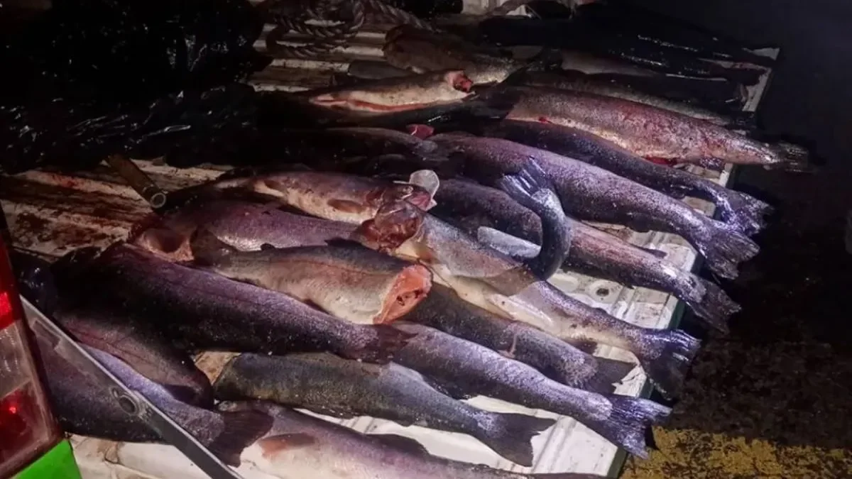 Operativos exitosos contra la pesca ilegal: 60 truchas y un arsenal incautados