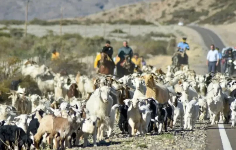 Precauciones para circular en rutas de Neuquén durante el fin de semana largo