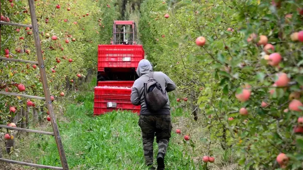 Reactivación del agro en Neuquén: medidas fiscales generan expectativas en productores