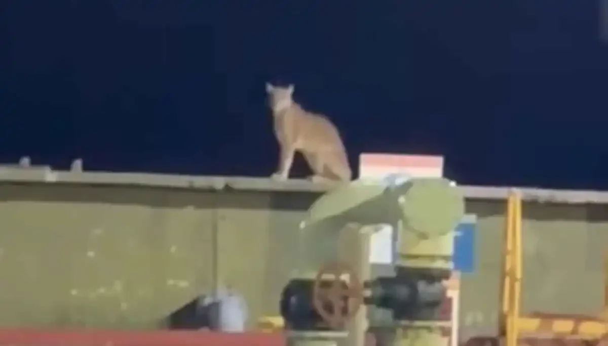 Un puma sorprende a trabajadores en una planta de Vaca Muerta