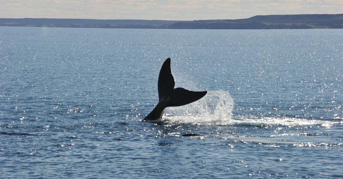 Vaca Muerta: desafíos y oportunidades en el contexto internacional actual