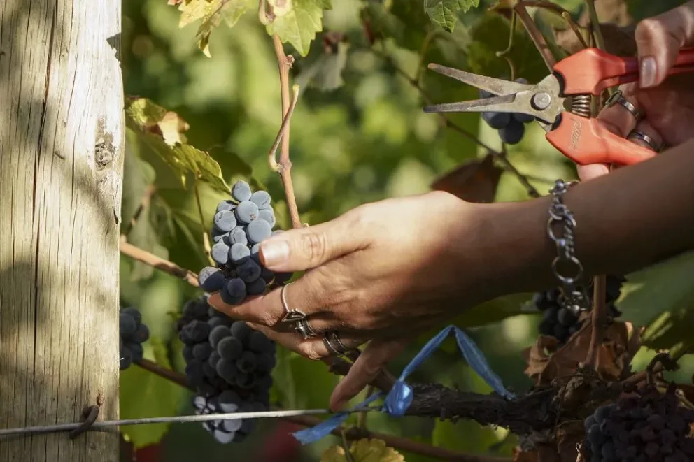 Vendimia Neuquina 2026: este sábado se realizará la Expo Vino en el casino